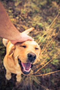 A man is caressing the dog