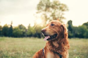 Golden retriever at the park
