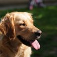 Kynologi läran om hunden