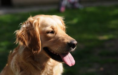 Kynologi läran om hunden