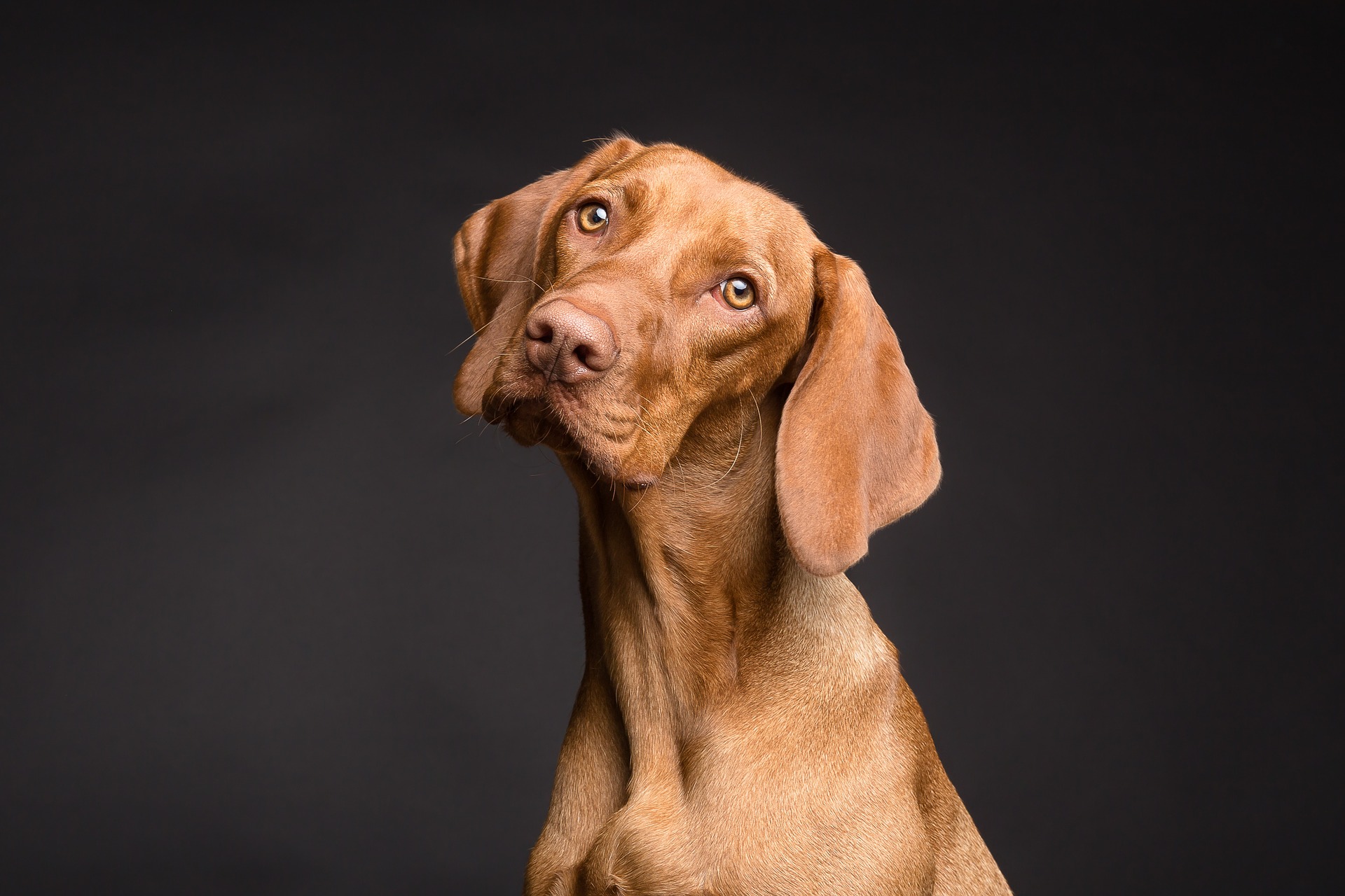 Hund mot svart bakgrund
