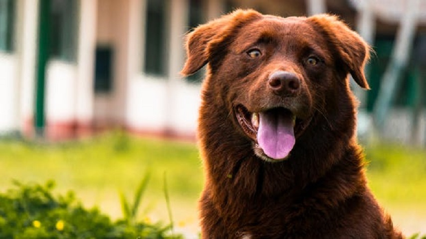 En flåsande hund
